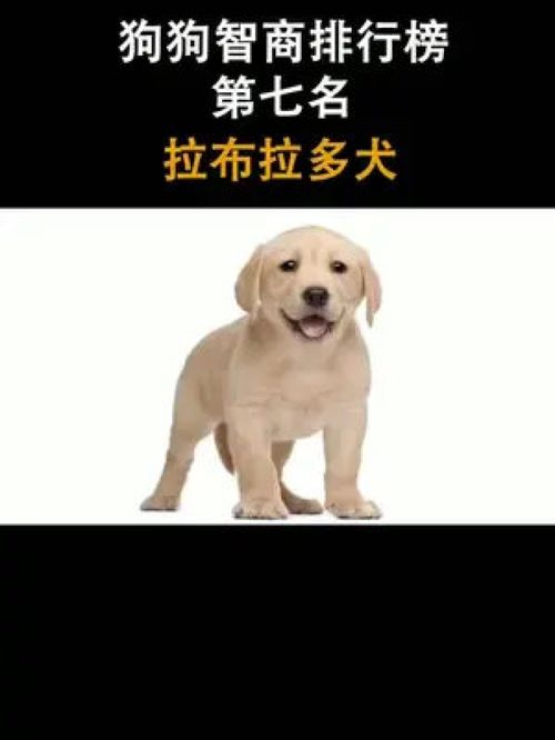 狗狗 狗狗智商排行榜 第七名 拉布拉多犬 