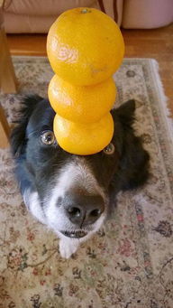 小狗平衡能力强可顶3橙子