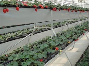 草莓如何进行无土栽培,无土栽培草莓种植槽需要留多大的走水