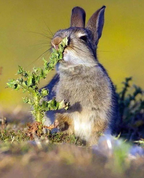 小兔兔被男生吃什么感觉会疼吗(男友咬我小兔子的感觉)