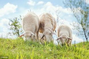 母羊怀孕要怎样判断,从外观怎么可以看出母羊怀孕