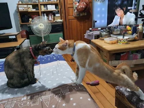 两只猫咪正在法式热吻,还让铲屎官拉窗帘 这是什么大型虐狗现场