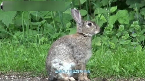 为什么兔子的耳朵那么长,但是皮肤却那么薄 