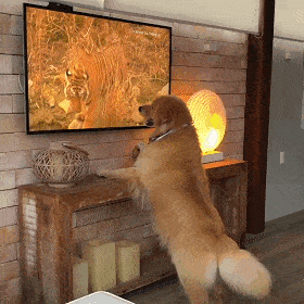 狗到底会不会看电视