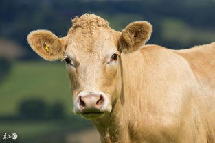 生肖牛 属牛人,最倒霉的年龄是在什么时候 