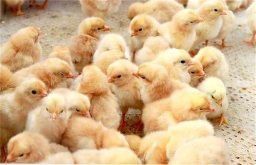 养阉鸡快速增肥不长冠划重点 养鸡错误用药 提高鸡催肥长毛技术