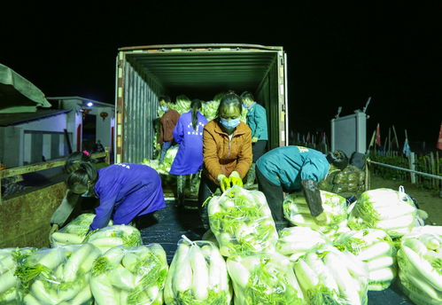 万安“蔬菜哥”8吨爱心蔬菜支援武汉