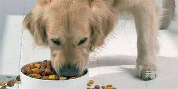 狗不愿意吃狗粮怎么办 如何纠正狗狗不吃狗粮