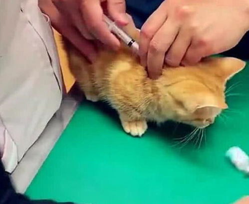 带生病猫咪去打针,猫咪极力抵抗不想打,主人一招轻松解决问题