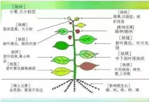 猕猴桃亩产多少斤需多少氮磷钾及中微量元素