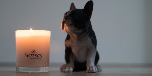 在家里点香薰蜡烛清新气味,但主人要注意,你家狗狗未必承受得起