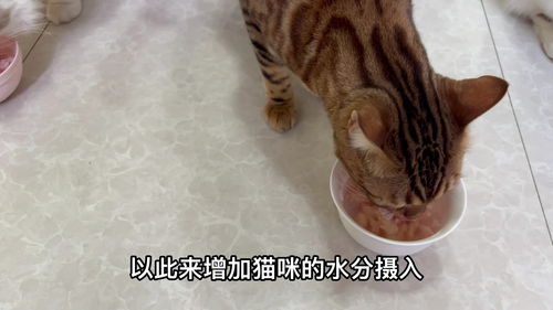 养猫,不能只吃猫粮,容易尿闭 