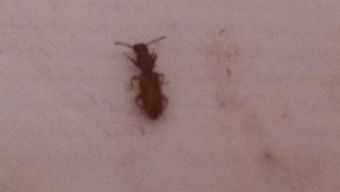 家里冒出一些小蟲子,不會飛,不咬人,但爬得到處都是 求問是什么蟲