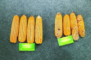 哪几种玉米是转基因的 转基因玉米最简单的辨别