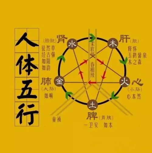 传统文化 五行 指的是什么