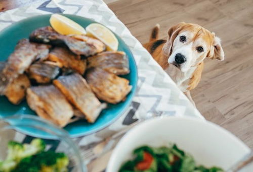 狗狗想抢猫咪的鱼吃,鱼肉蛋白高好吃多,但狗狗也能吃鱼吗