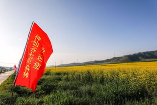 酷暑七月,消夏纳凉 看油菜花海,神仙谷七彩森林里做回神仙 