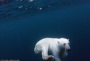北极熊学习长距离游泳 适应全球变暖冰盖融化 