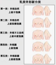 健康女性乳房的生理构造 套图