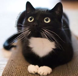 网友家的一只纯黑猫和半黑猫太漂亮了,自带美丽光环,感受下 .