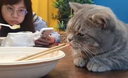 猫可以吃面食吗