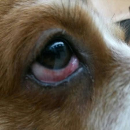 狗狗泪痕好重 眼部护理怎么做,看这篇就够了