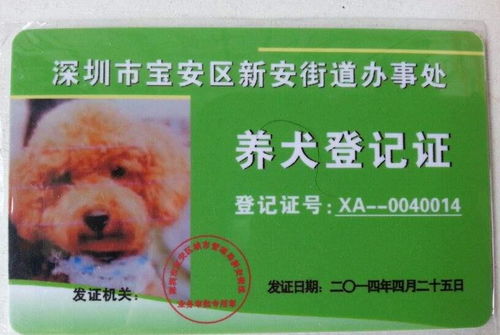 中华田园犬能办狗证了 深圳修改禁养犬,土狗终于不被歧视