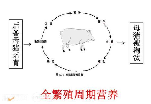 有效提升生产性能 降低造肉成本 这套营养 秘笈 请收好