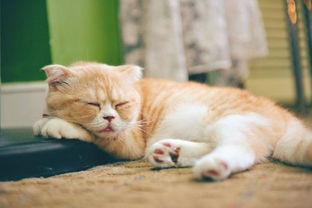 小猫在地板上睡觉会着凉么 