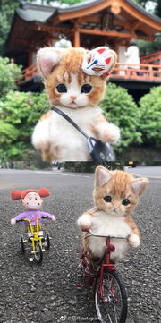 日本手作达人制作的羊毛毡小猫小狗,可爱翻了 