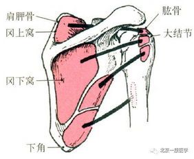 最全的肌肉起止点 图片 疼痛医学精品必备 