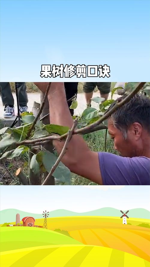 大家都知道的果树修剪口诀,你还不知道吗 