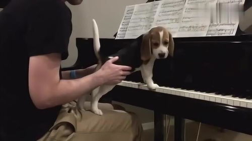 钢琴小王子狗狗,看到主人在练习钢琴,竟然也要学 