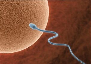 男性的精子在女性体内大约可以存活多长时间 这些小知识要了解
