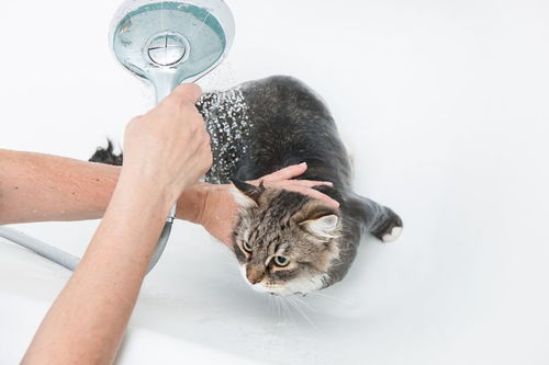 小猫多大能洗澡,小猫多大洗澡驱虫疫苗