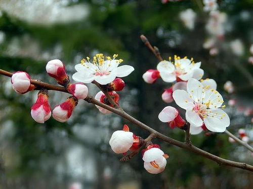 面对着一大片如烟似霞的花海,到底是杏花还是桃花呢