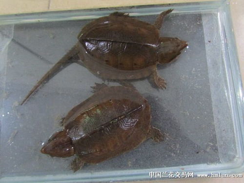 鹰嘴龟怎样分辨雌雄有知道的吗 