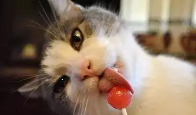 猫咪真的吃不出甜味吗 还有哪些动物也这样