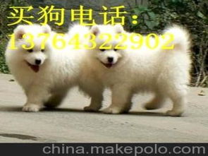 上海长期供应批发萨摩耶犬幼犬纯种雪橇犬 纯白色大中小型犬