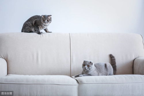 辟谣 猫咪抓沙发,说明它很调皮 其实这是猫的减压运动