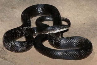 全身都是黑色的蛇是什么蛇呀 