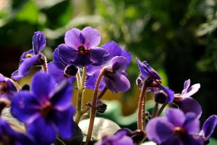 紫罗兰什么时候开花,紫罗兰一天之内几点开花？
