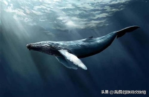 揭秘 什么叫鲸落,鲸落的意义是什么