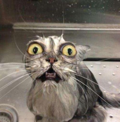 给猫咪洗澡就像一场战争 要怪就怪铲屎官,洗猫的方式完全不对