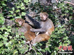 西昌泸山 野猴山林享春光 