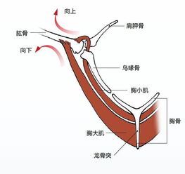 鸟类胸骨