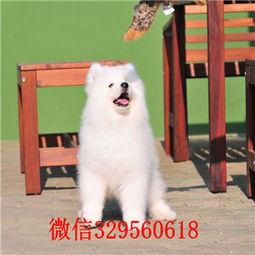 湘潭市哪里有狗场卖宠物狗 湘潭市哪里有卖萨摩耶