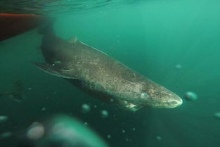 海洋老寿星 罕见格陵兰鲨寿命长达400年 