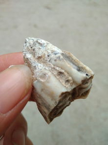 有收化石的吗 是个动物牙齿 都变成石头了 