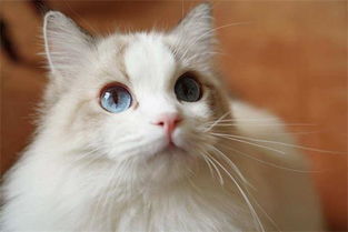 七个月布偶猫的耳朵臭味很中,布偶猫耳朵臭味很重 
